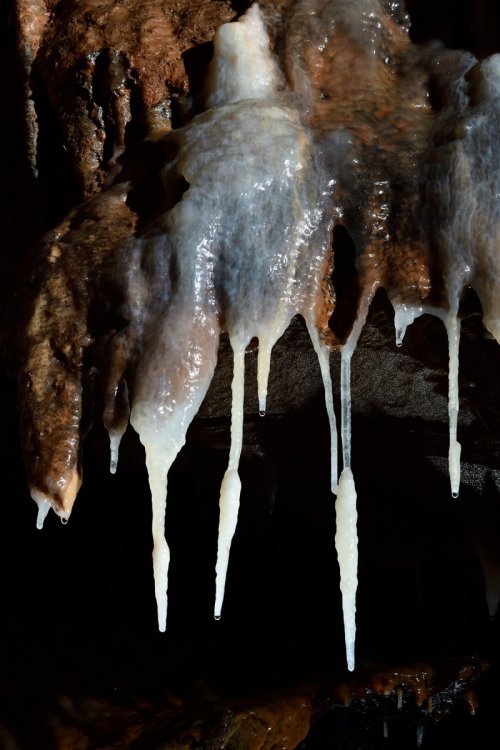 La Combe aux Prêtres - Réseau nord :ensemble de stalactites (avec coulées grises à la base)(SP-19-1964 )